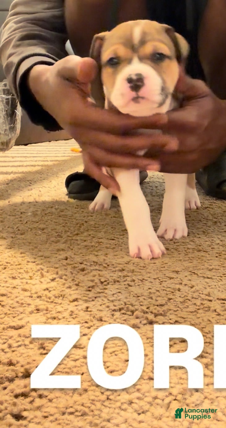 Mixed Breed dogs Mixed Breed Puppy 7 - Ad 39