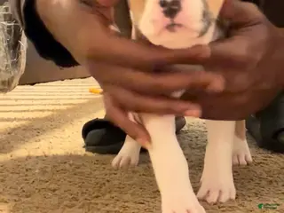 Mixed Breed dogs Mixed Breed Puppy 7 - Ad 39