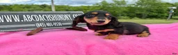 Miniature Dachshund dogs for sale: Russian -Sale - Ad 4