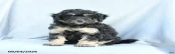 Mini Bernedoodle dogs for sale: Max - Ad 1
