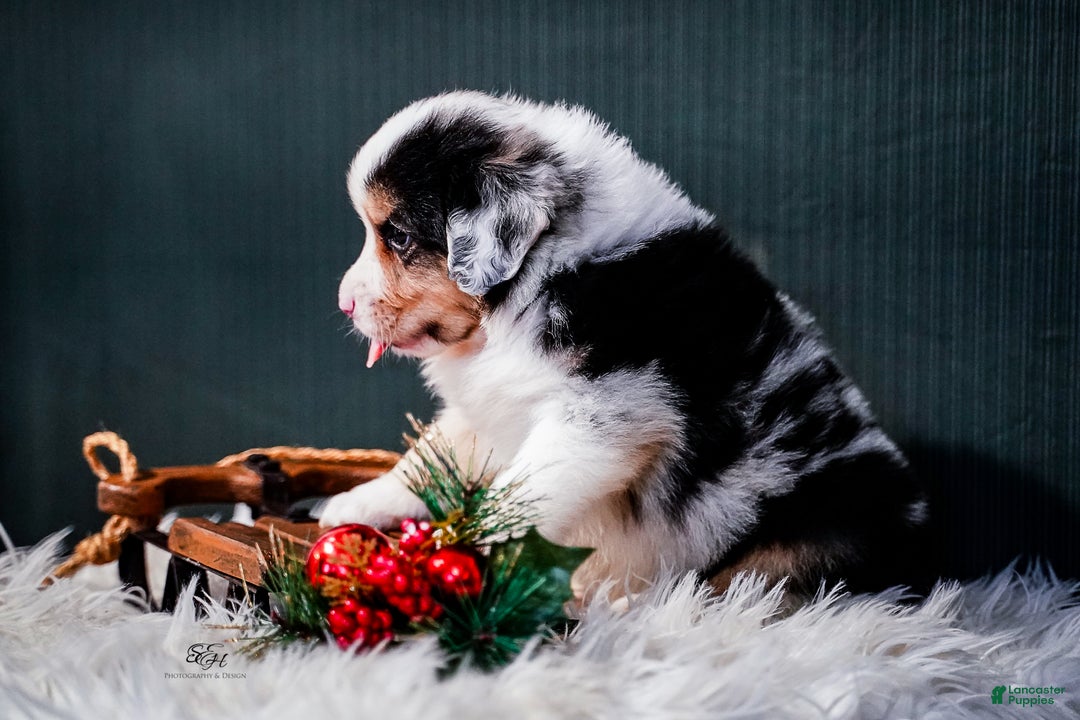 Miniature Australian Shepherd dogs for sale: Drew - Ad 6