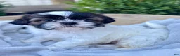 Shih Tzu dogs for sale: AKC Leo - Ad 10