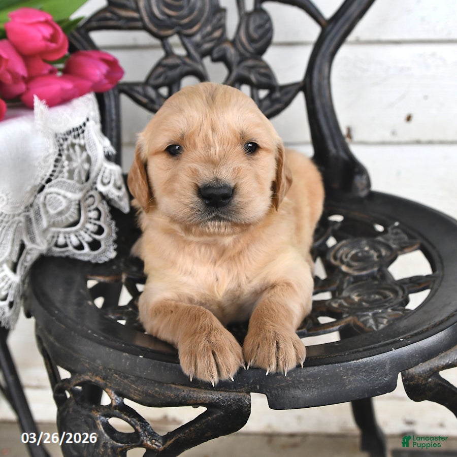 Golden Retriever dogs Cloyd - Ad 1
