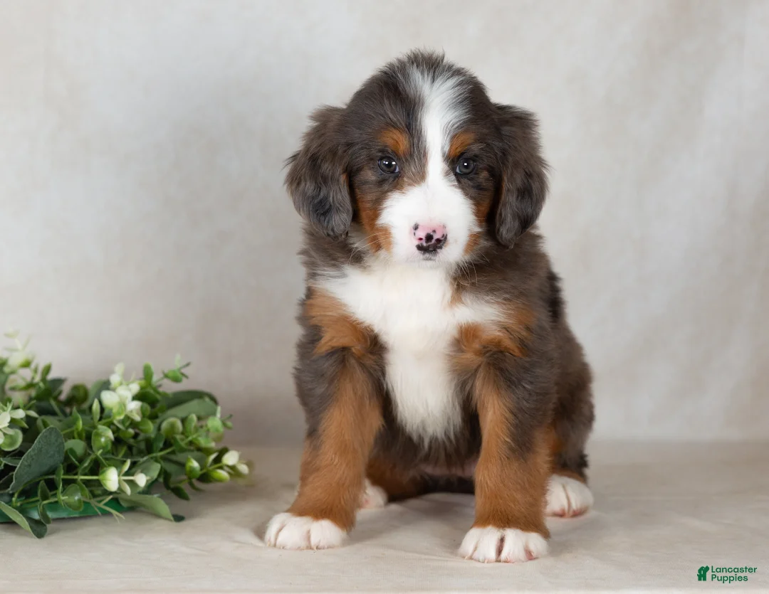 Bernedoodle dogs for sale: Shadow - Ad 2