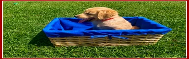 Golden Retriever Puppy 5