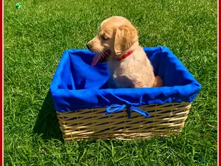 Golden Retriever dogs for sale: Golden Retriever Puppy 5 - Ad 2