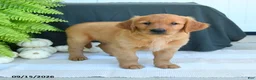 Golden Retriever dogs for sale: William - Ad 3