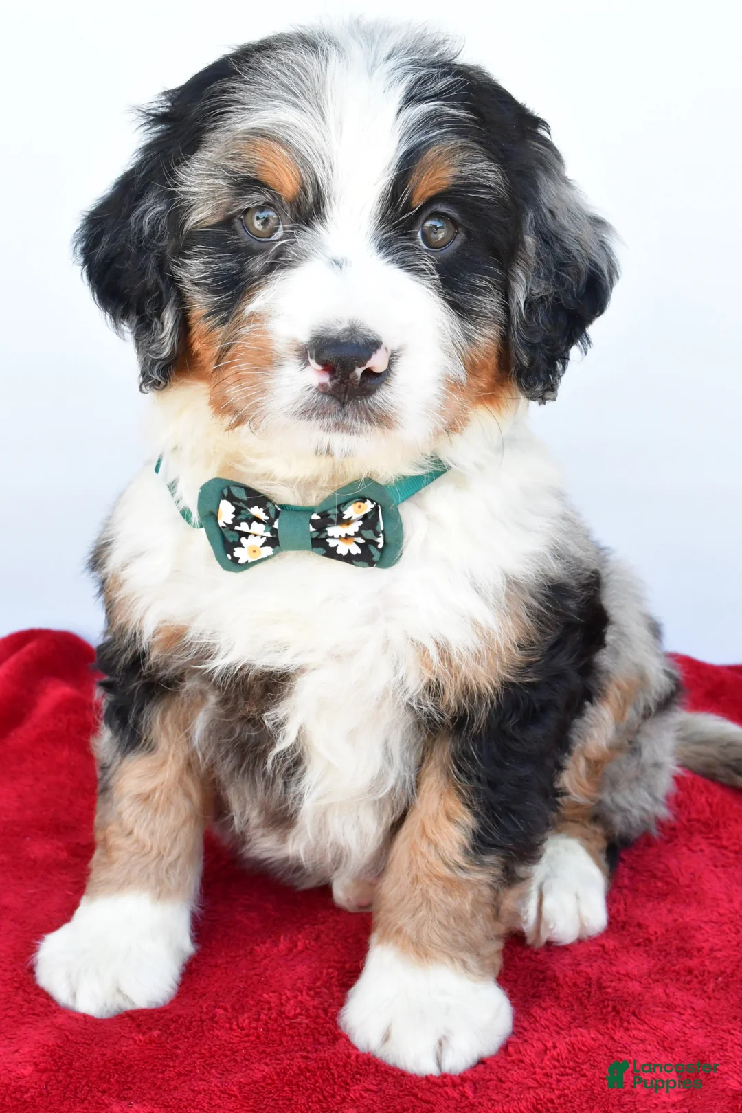 Mini Bernedoodle dogs for sale: Lucky - Ad 1