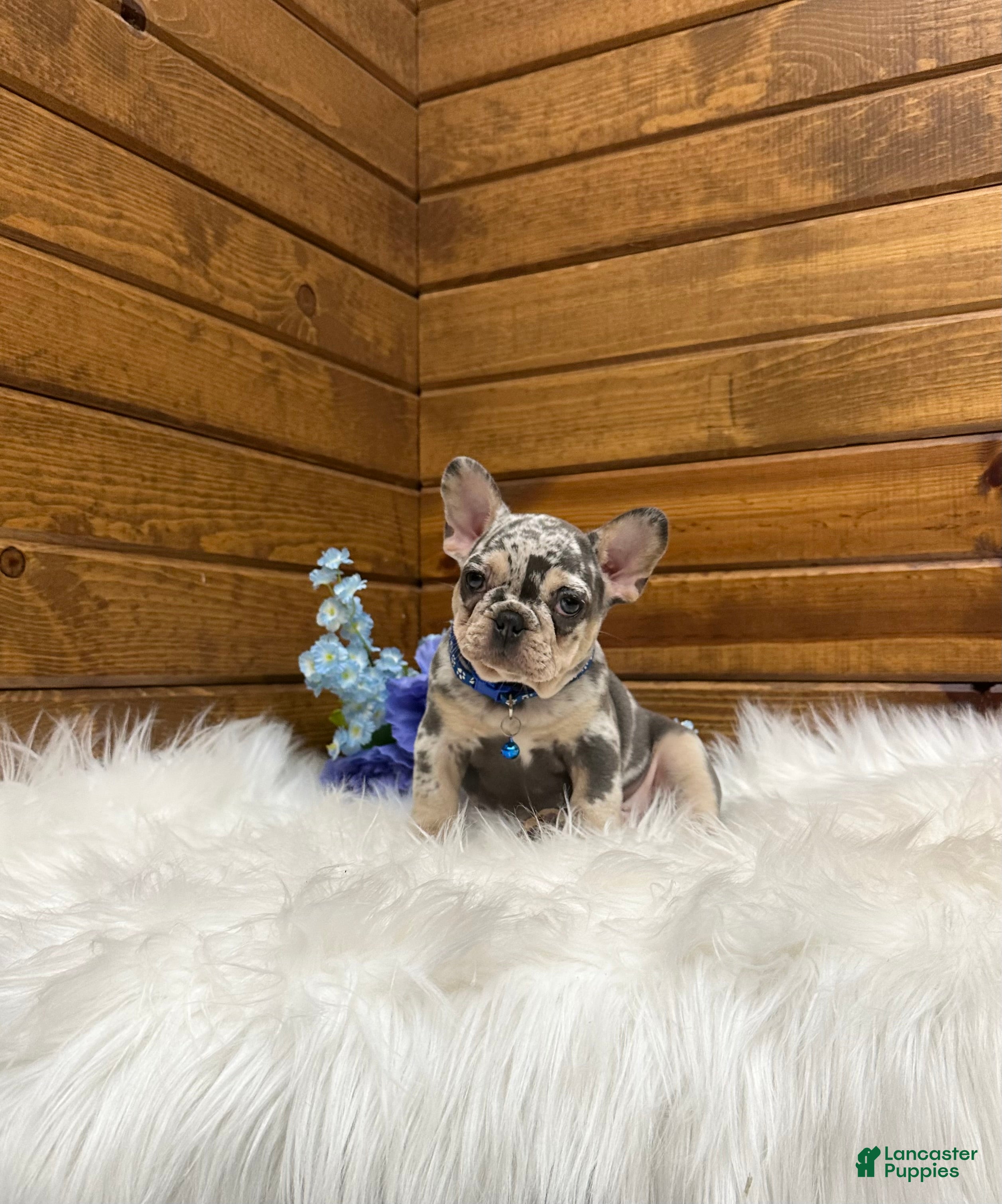 French Bulldog dogs Aspen - Ad 2