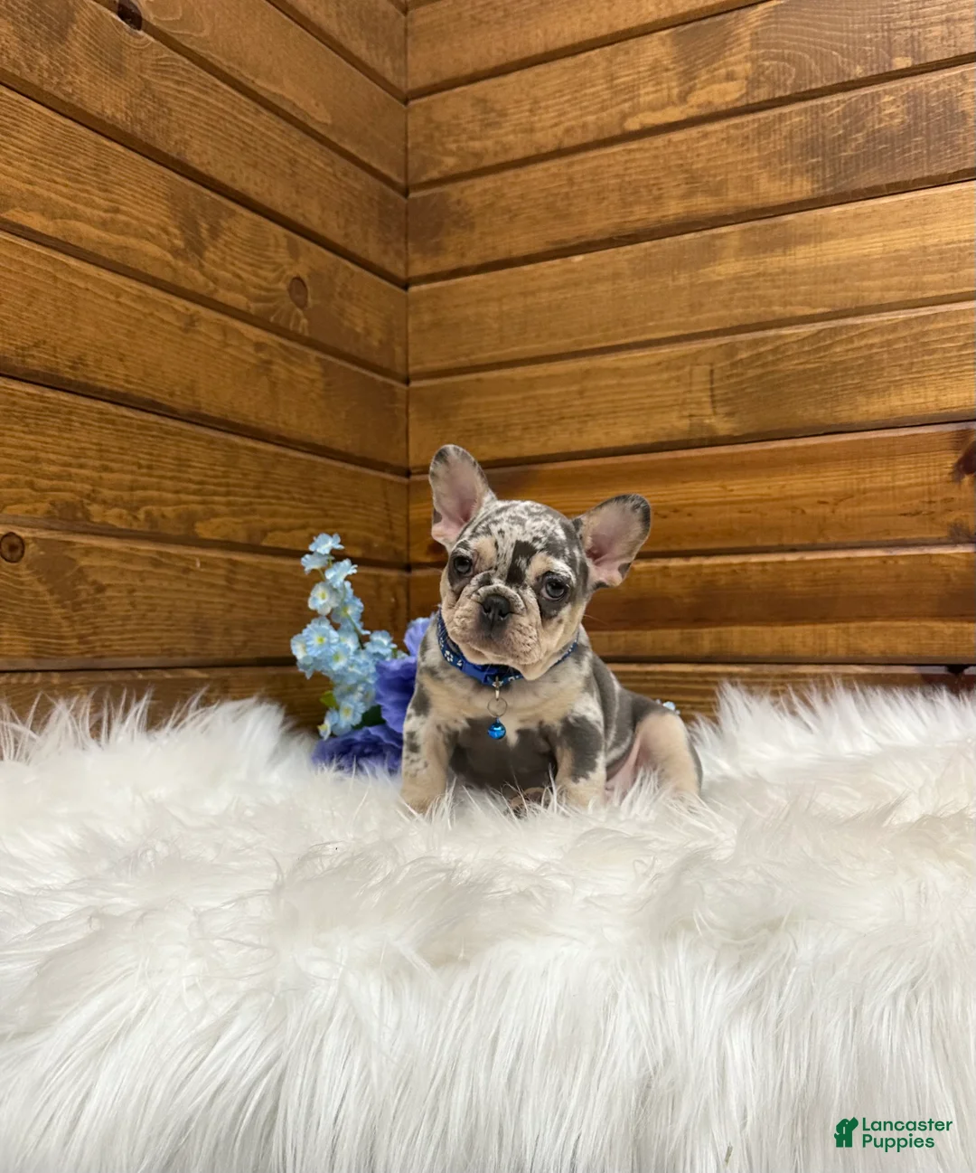 French Bulldog dogs for sale: Aspen - Ad 2