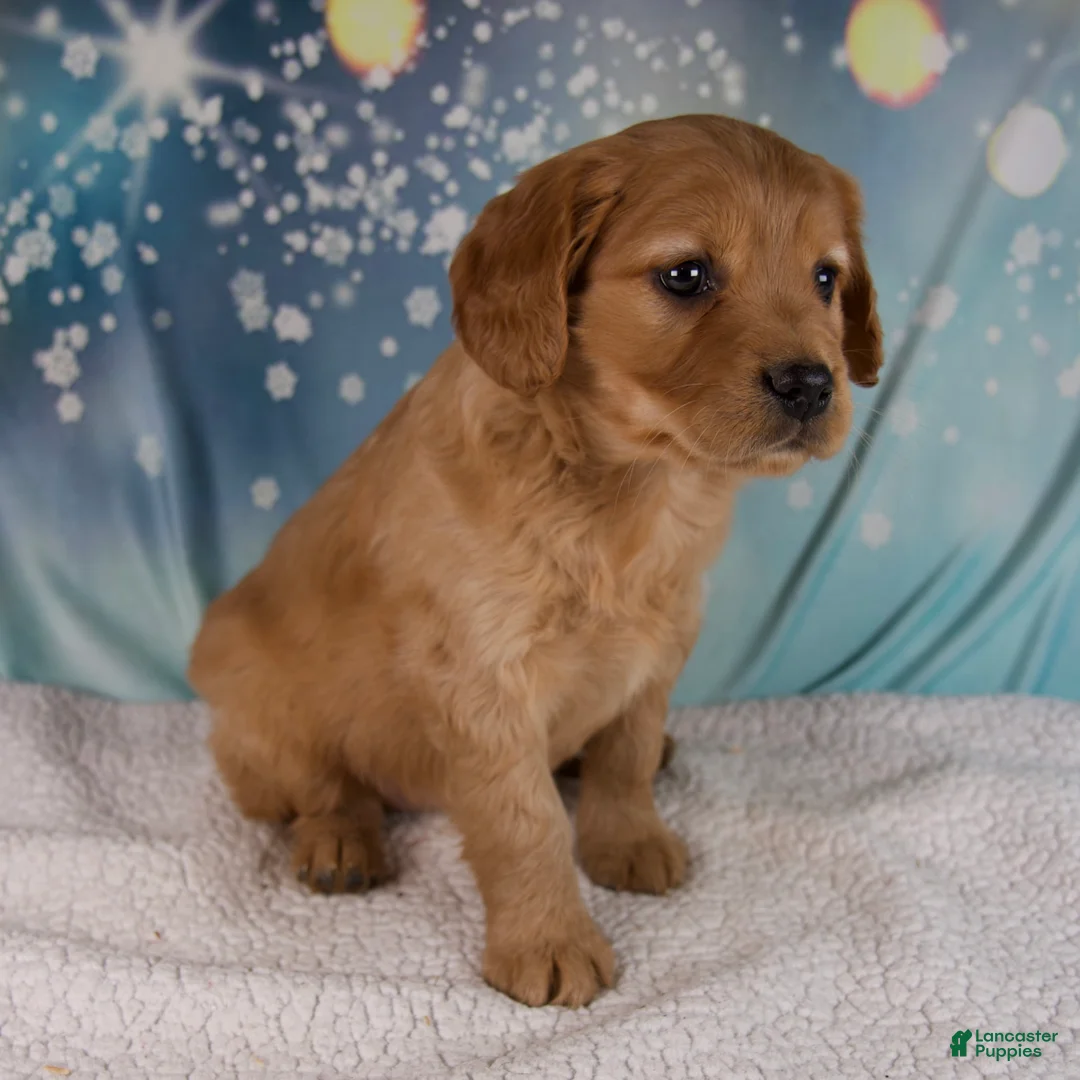 Mixed Breed dogs for sale: Jewel - Ad 5