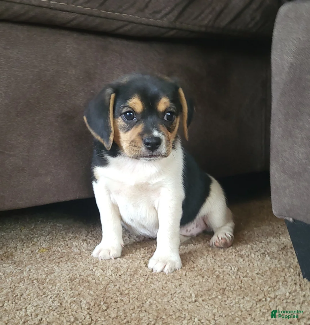 Puggle dogs for sale: Lilly - Ad 1