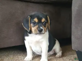 Puggle dogs Lilly - Ad 1