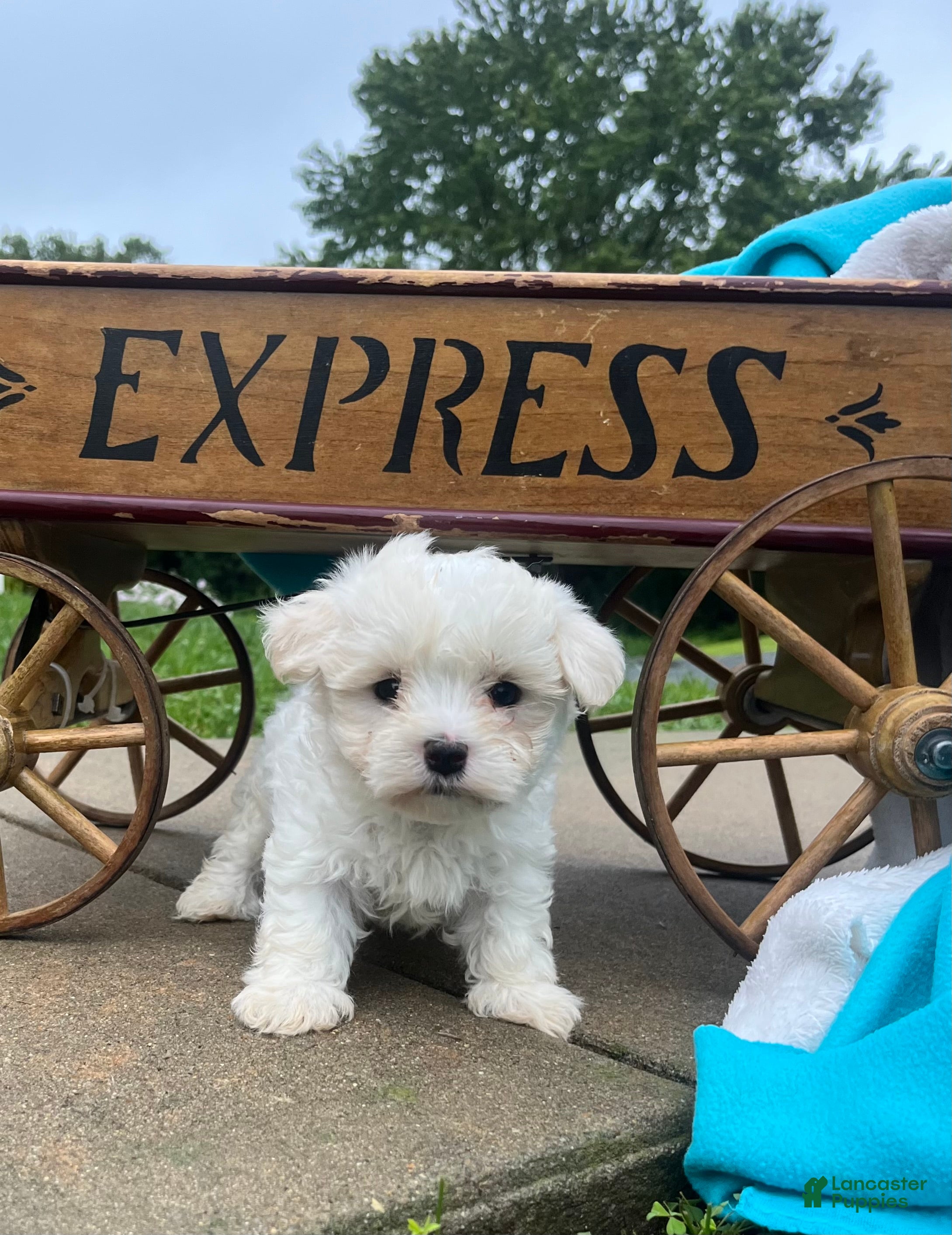 Maltese dogs Teddy ❤️AKC  5/6lb Parents🐾Text or call - Ad 1