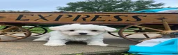 Maltese dogs for sale: Teddy ❤️AKC  5/6lb Parents🐾Text or call - Ad 1