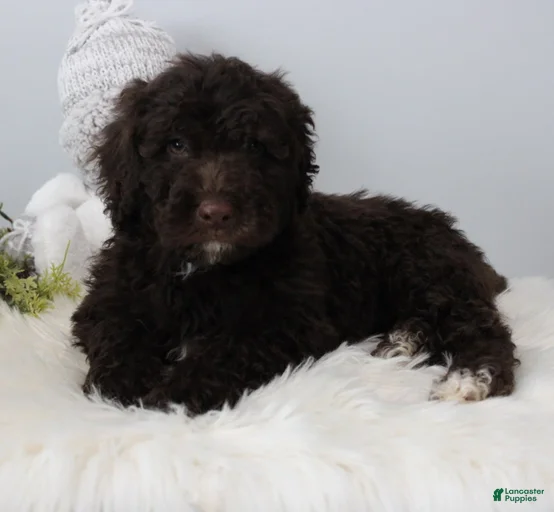 Gallery Image {{count}}