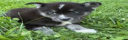 Pomsky dogs for sale: Pomsky 2 - Ad 2