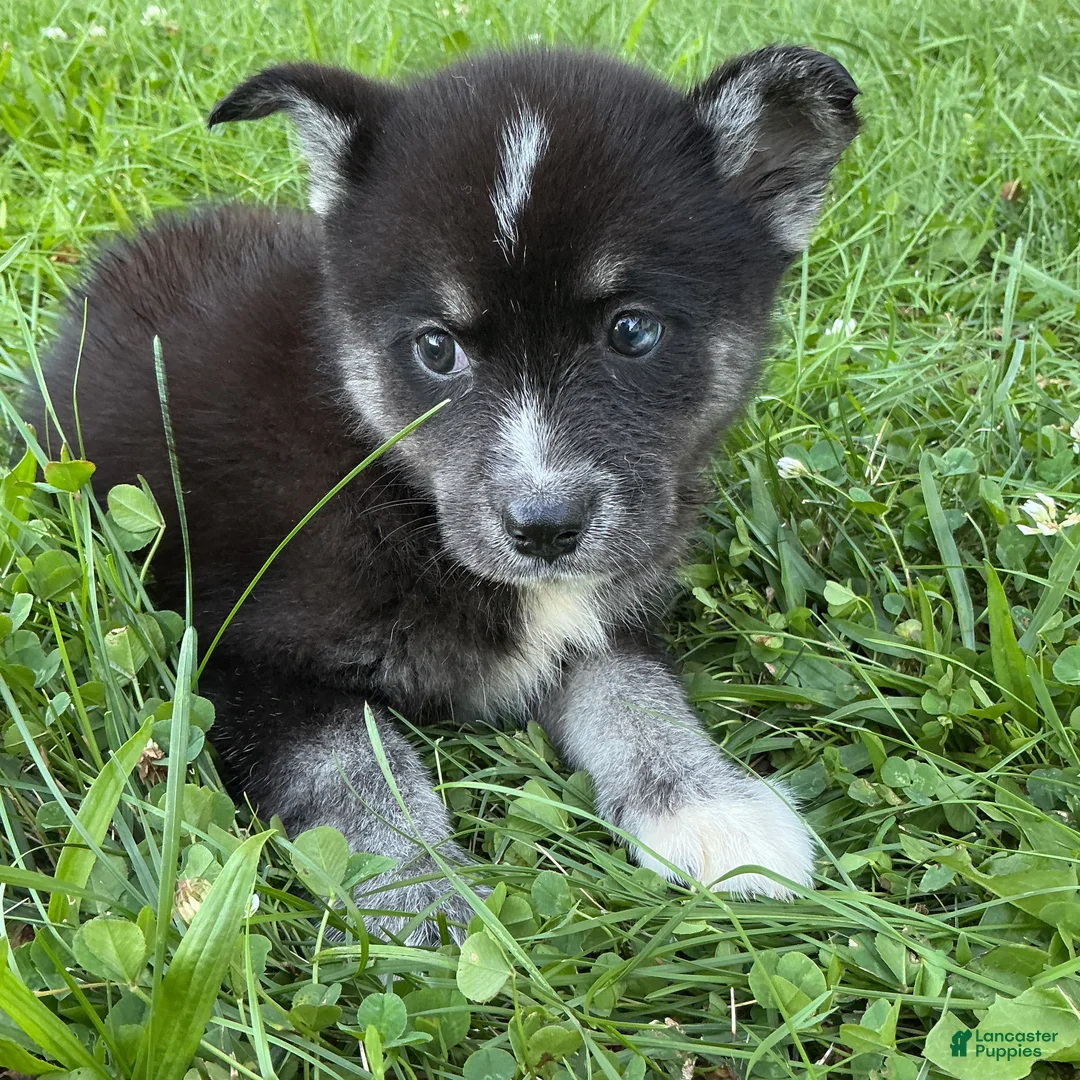 Pomsky dogs for sale: Pomsky 2 - Ad 2