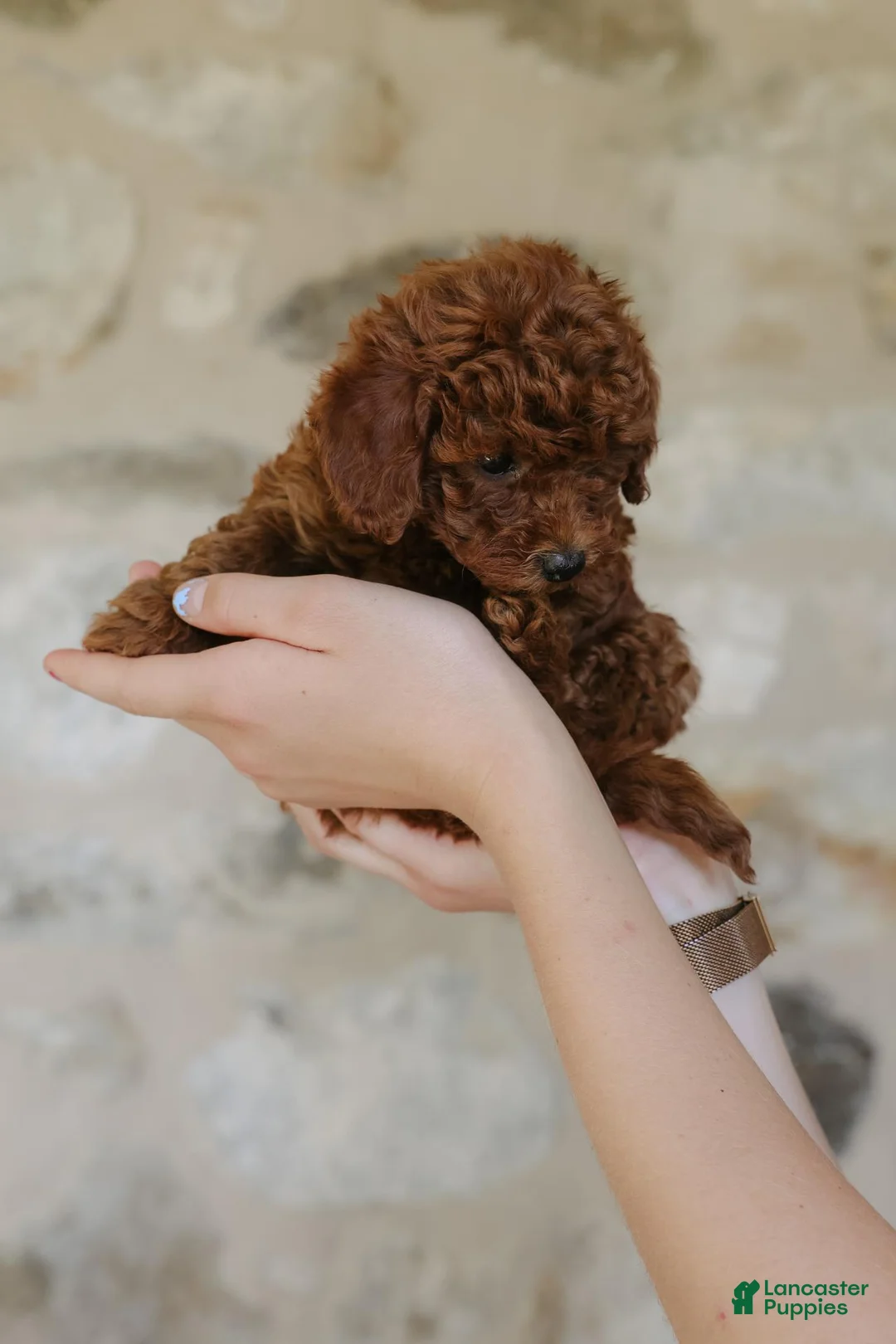 Toy Poodle dogs for sale: Addalice - Ad 4