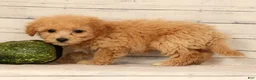 Bichpoo dogs for sale: Oasis - Ad 9