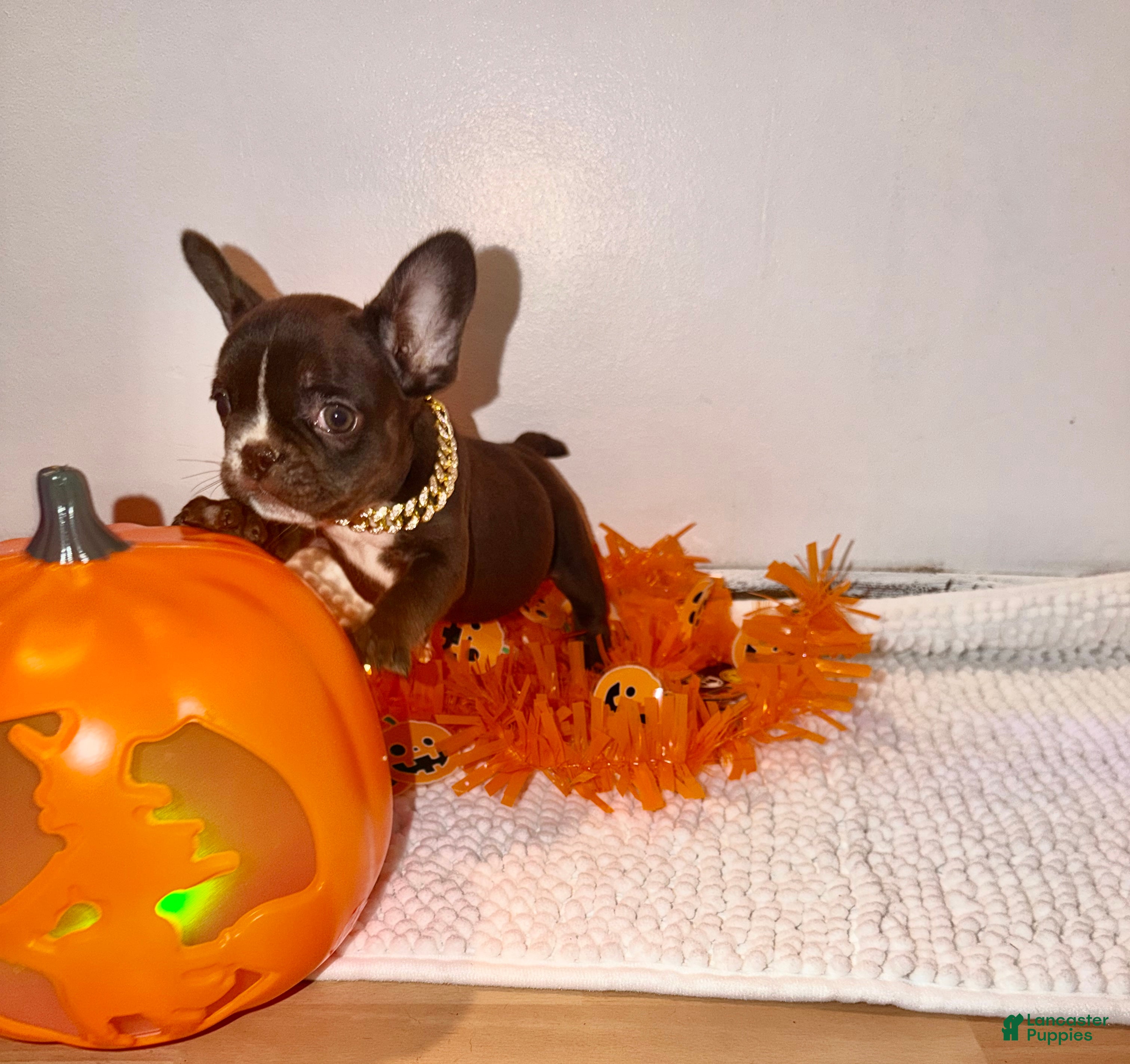 French Bulldog dogs Rojo female  - Ad 1