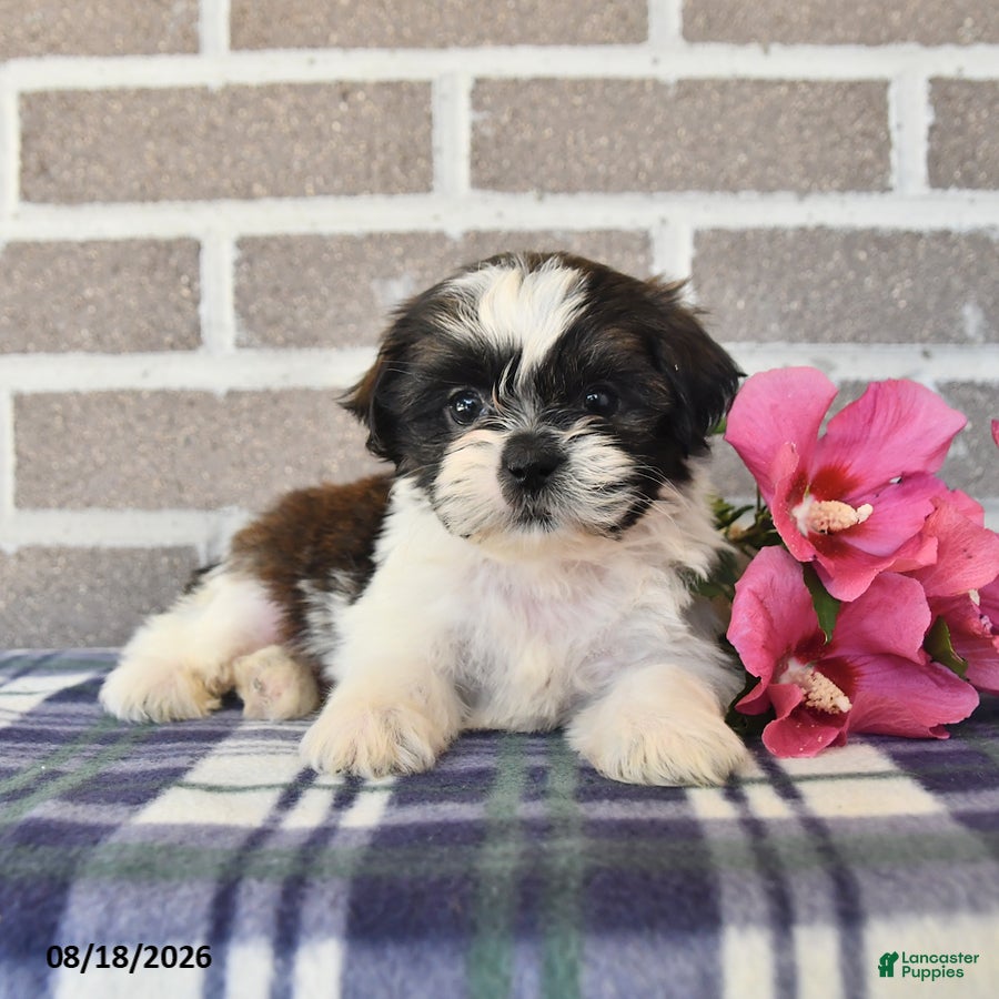 Shih Tzu dogs Teddy - Ad 1