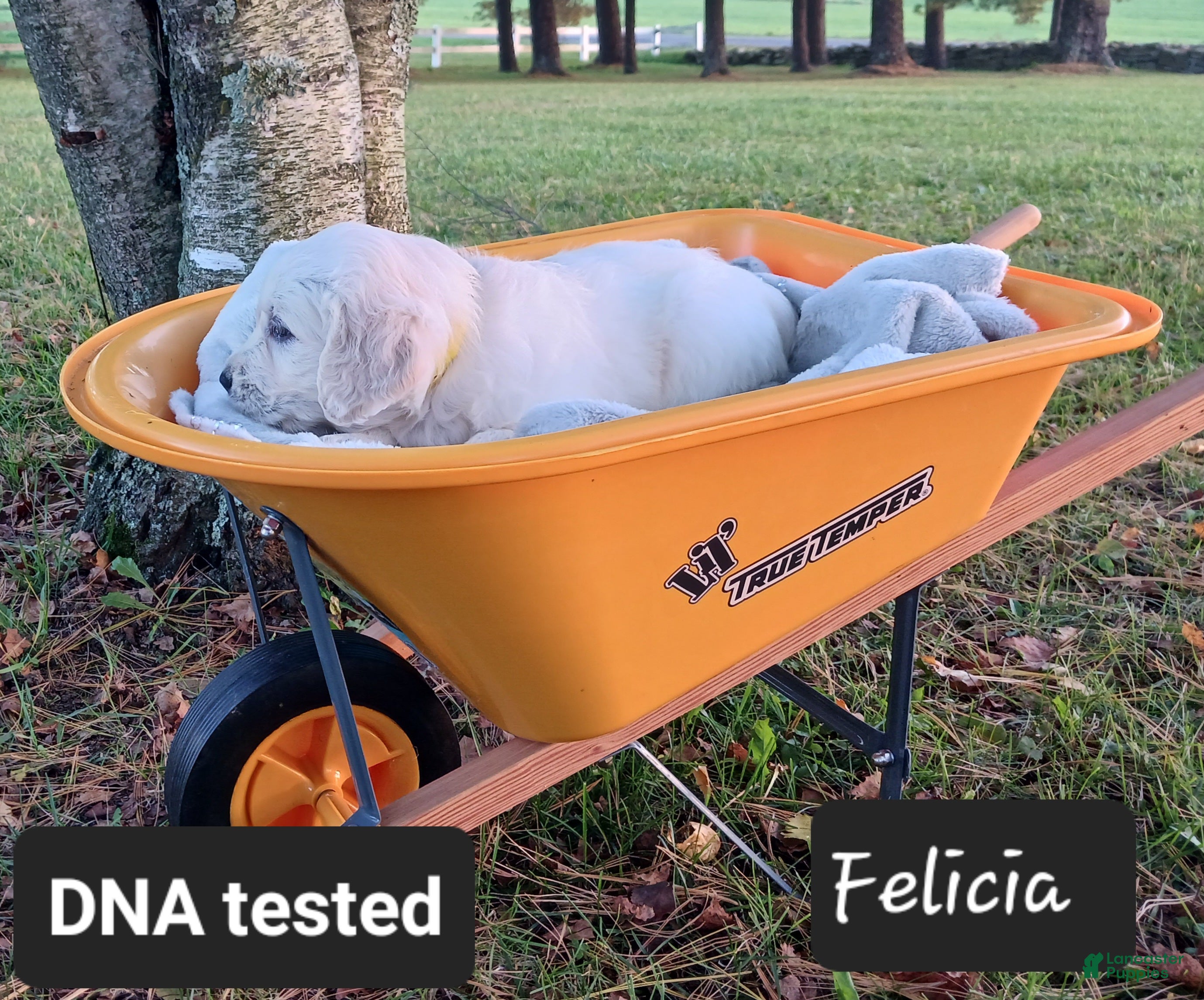 Golden Retriever dogs for sale: Felicia  - Ad 1