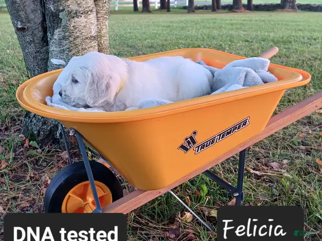 Golden Retriever dogs for sale: Felicia - Ad 1