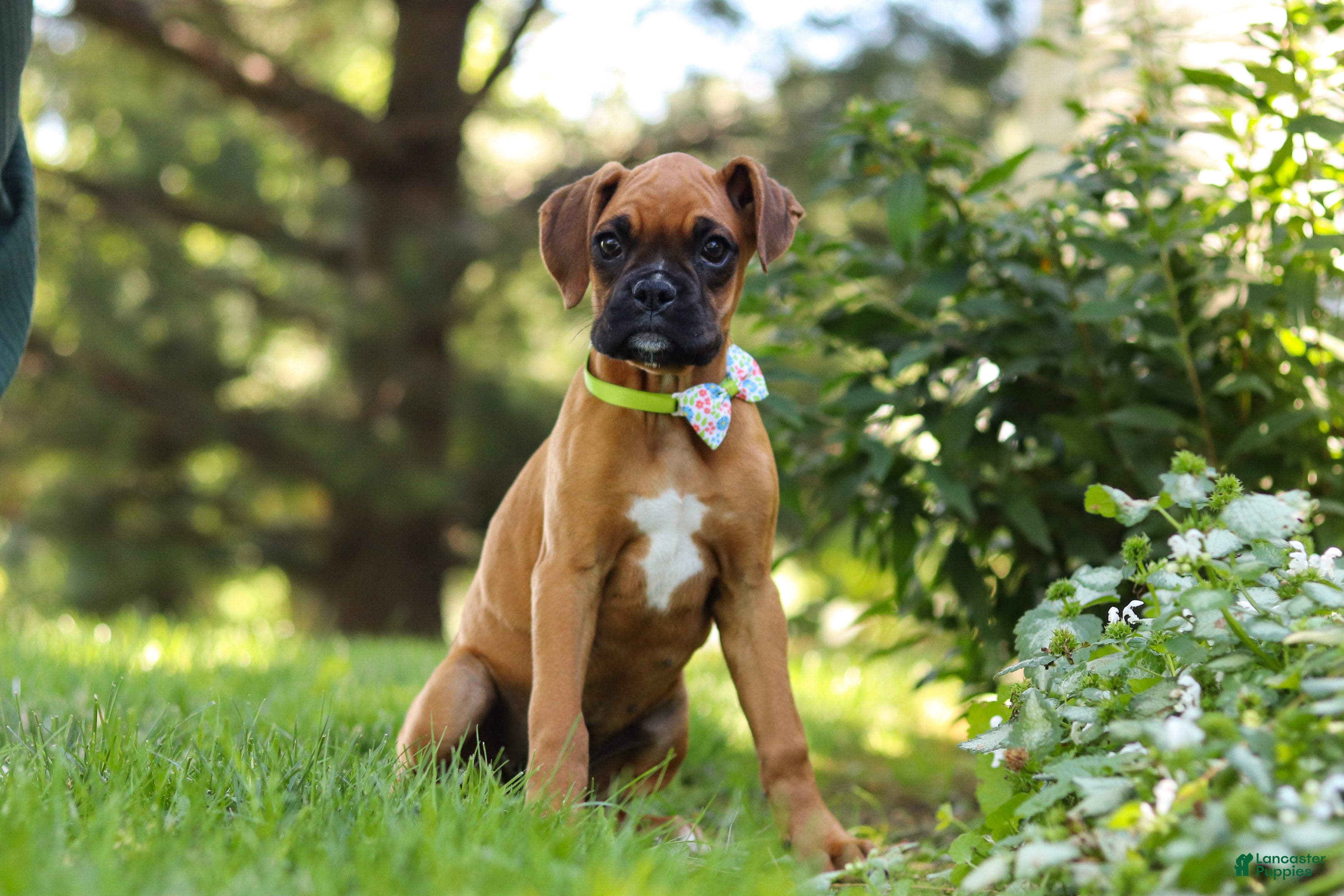 Boxer dogs Lily - Ad 1