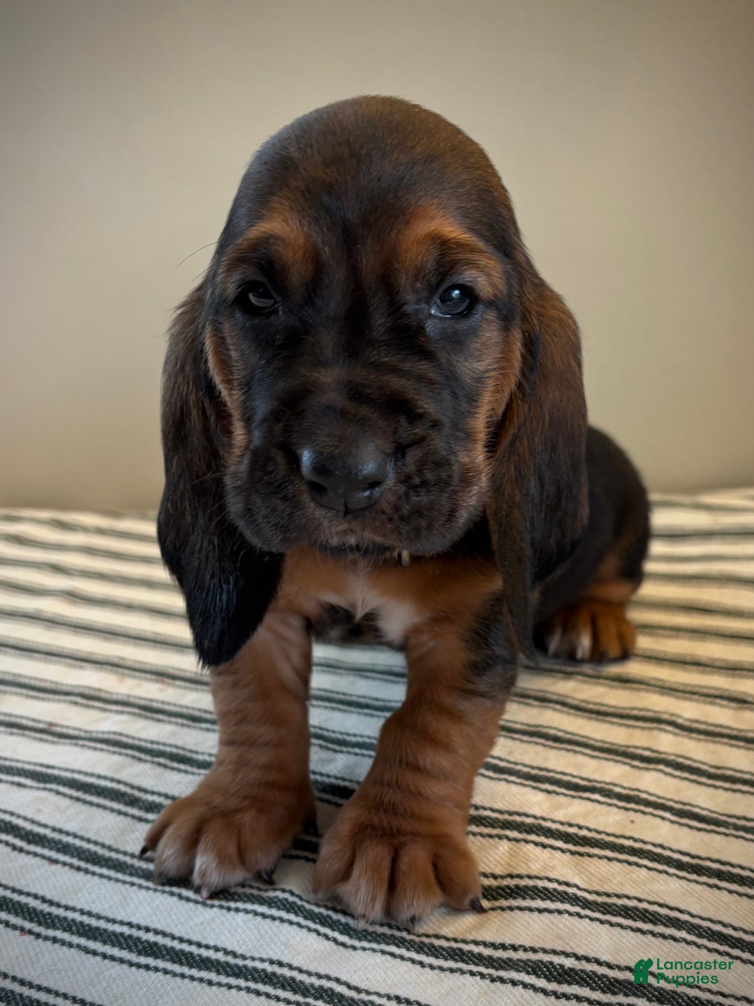 Basset Hound dogs for sale: Jovie - Ad 3