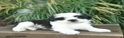 Mixed Breed dogs for sale: Mittens  - Ad 3