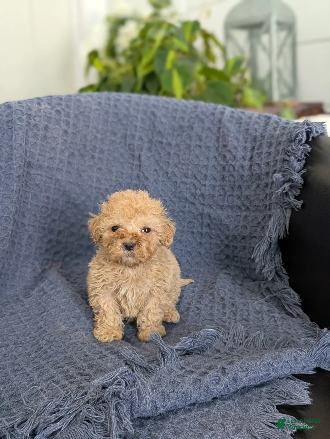 Cockapoo dogs for sale: Tiny Angelina  - Ad 1