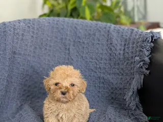 Cockapoo dogs Tiny Angelina - Ad 20