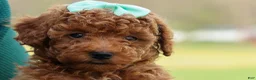 Miniature Poodle dogs for sale: Zaylee - Ad 32