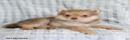Pomsky dogs for sale: Tommy - Ad 3