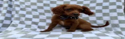 Cavapoo dogs for sale: Domino - Ad 4
