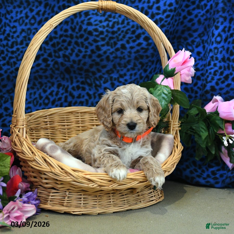 Cockapoo dogs Fiona - Ad 2