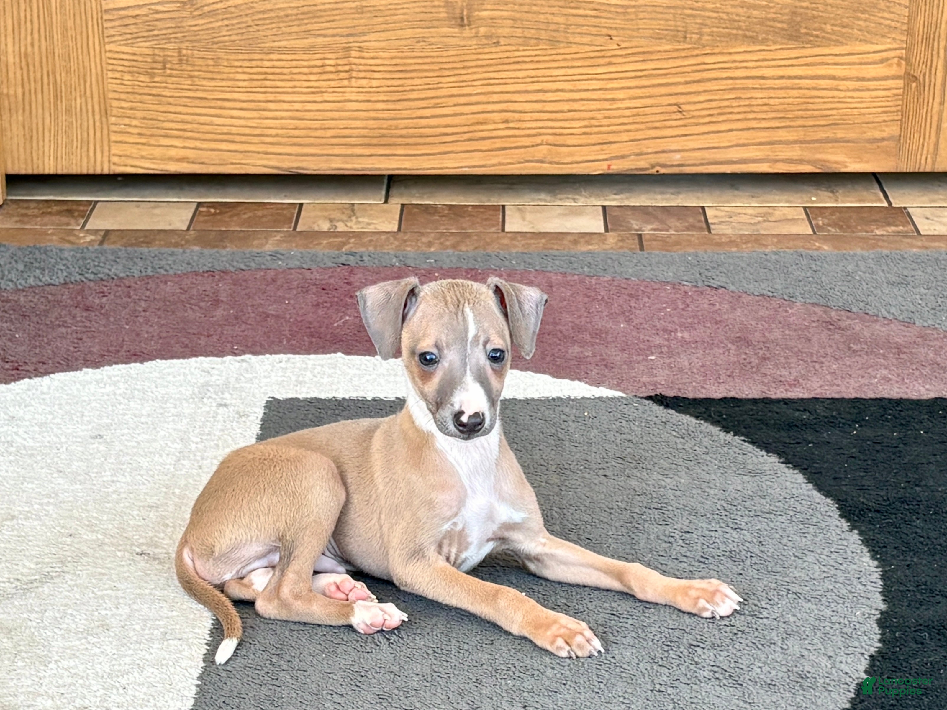 Italian Greyhound dogs Fawn male Italian Greyhound Puppy 1 - Ad 2