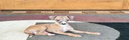 Italian Greyhound dogs for sale: Fawn male Italian Greyhound Puppy 1 - Ad 2