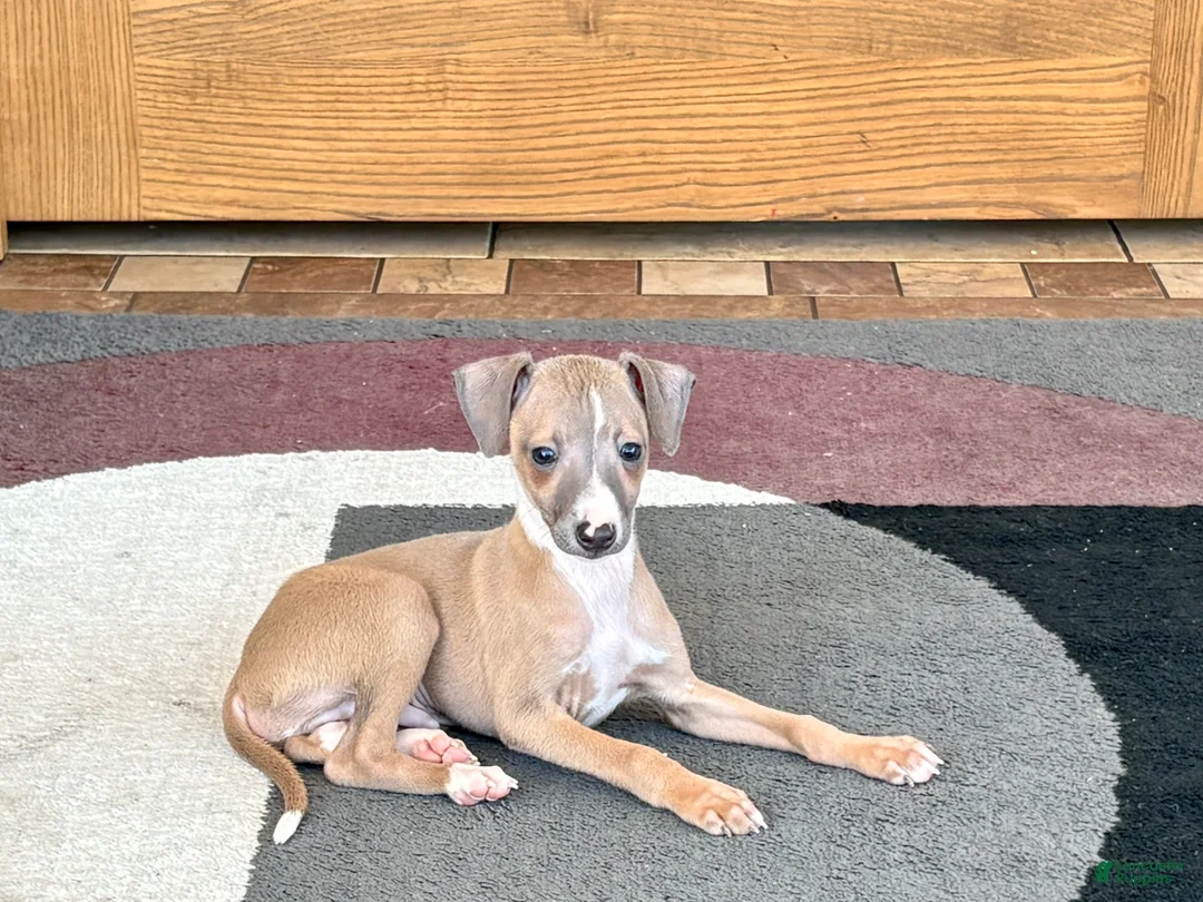 Italian Greyhound dogs for sale: Fawn male Italian Greyhound Puppy 1 - Ad 2