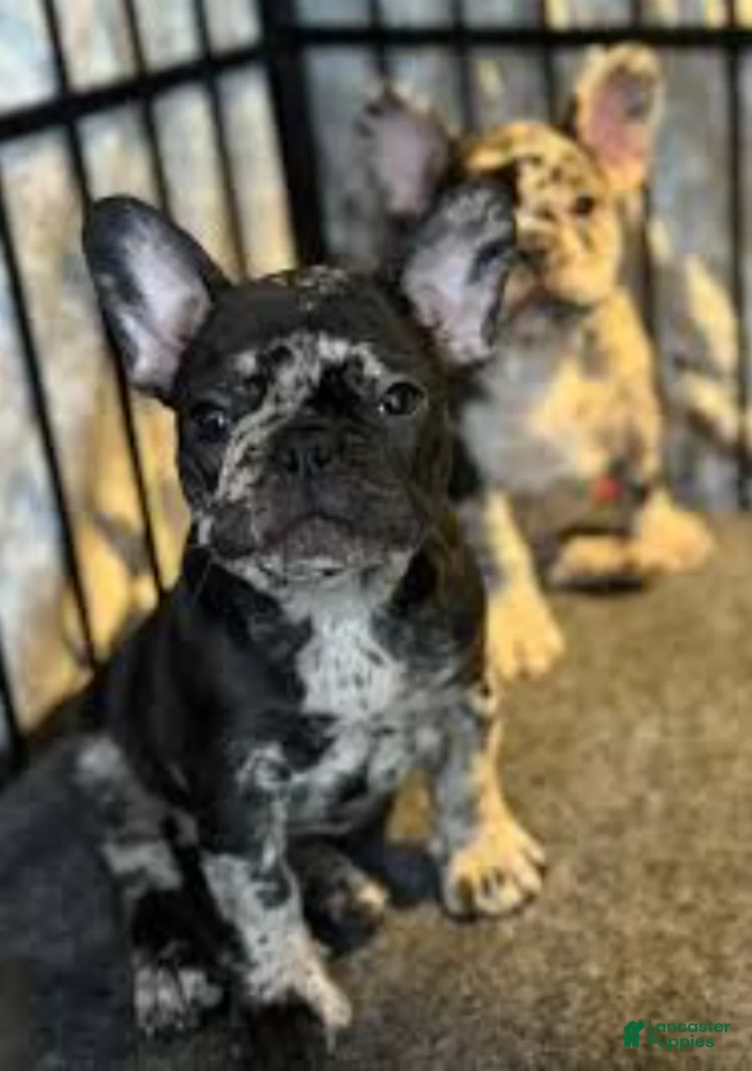 French Bulldog dogs for sale: yankee girl - Ad 2