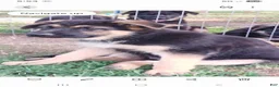 German Shepherd dogs for sale: Olive  - Ad 3