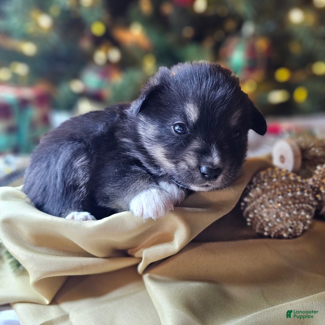 Mixed Breed dogs for sale: The Enchanted Pomalier 🐾 - Ad 35