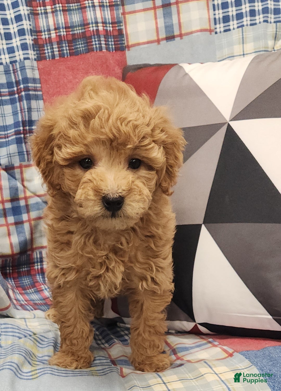 Mini Goldendoodle dogs for sale: Dillon Mini Goldendoodle Puppy 3 - Ad 1