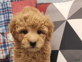 Mini Goldendoodle dogs Dillon Mini Goldendoodle Puppy 3 - Ad 2