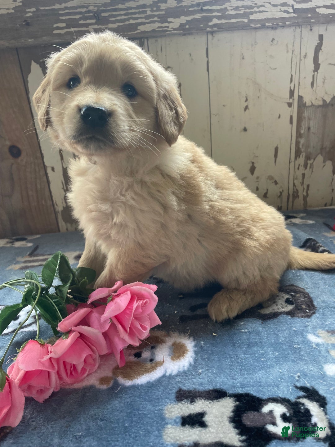 Mixed Breed dogs for sale: Granger - Ad 4
