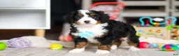 Mini Bernedoodle dogs for sale: Chase - Ad 4