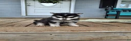 Pomsky dogs for sale: Diamond  - Ad 10
