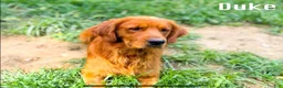 Golden Retriever dogs for sale: Charlie  - Ad 9