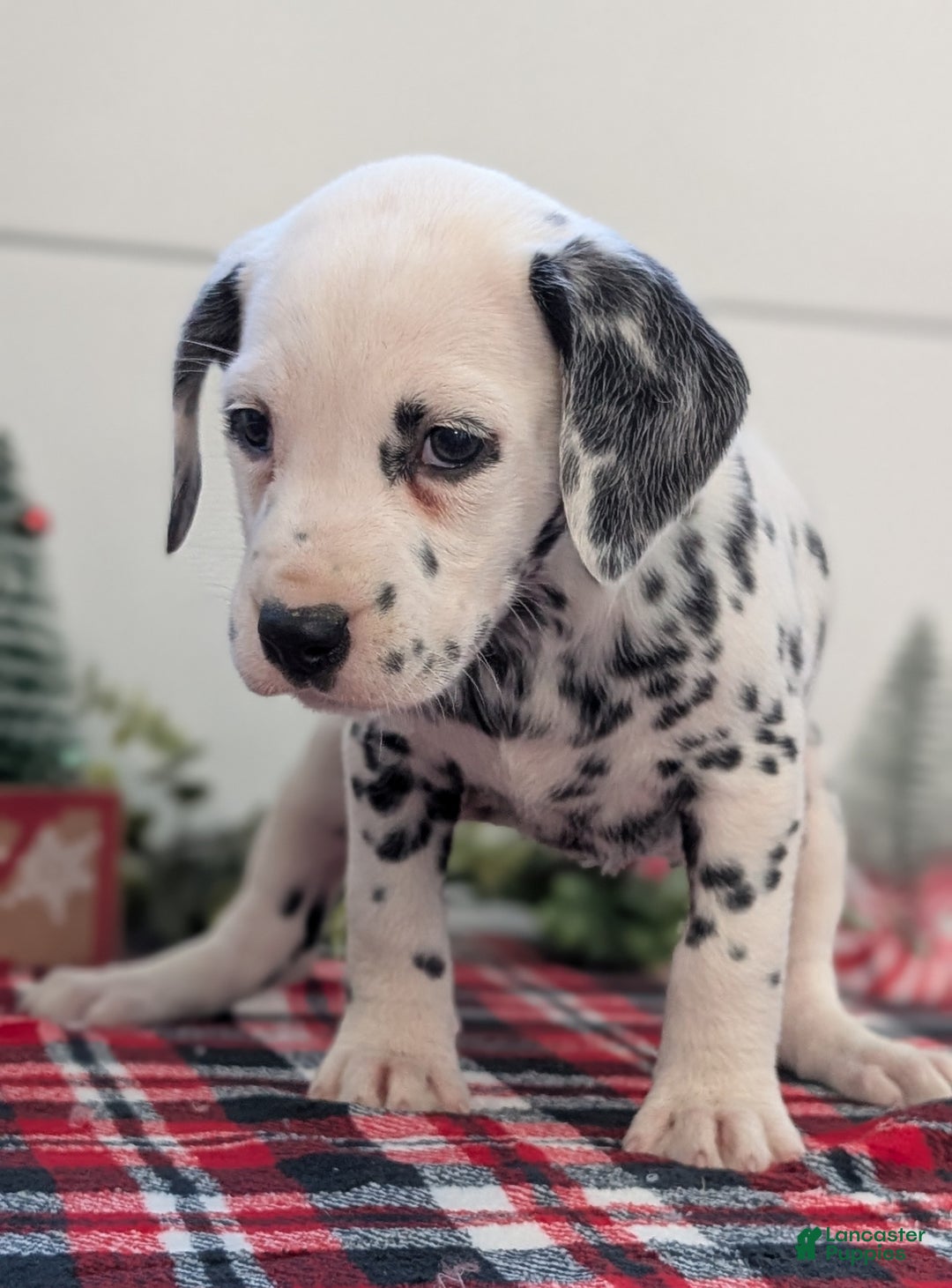 Dalmatian dogs for sale: Maggie - Ad 9